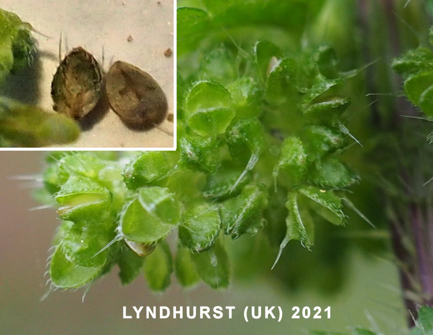 Nettle, Small fruit